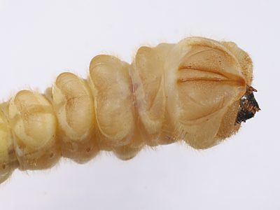 Temognatha mitchellii, PL4533A, larva, SE, dorsal, 35.0 × 5.8 mm